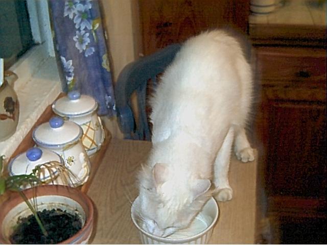 cas_munching.jpg