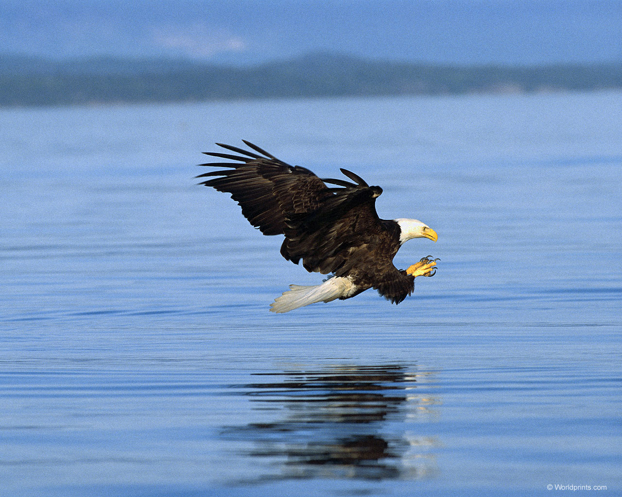 eagle.jpg